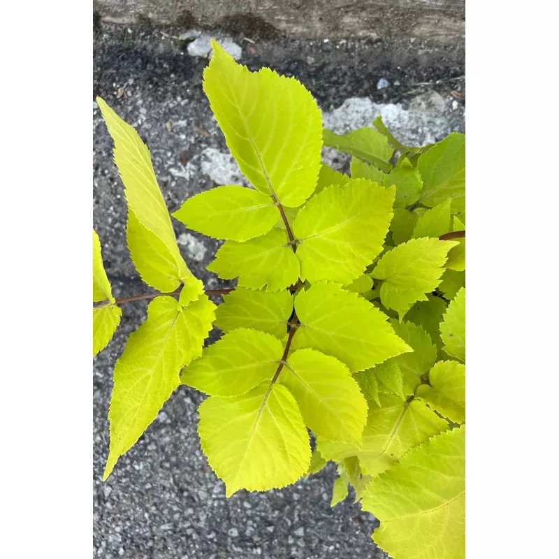Aralia c. ‘Sun King’ #1