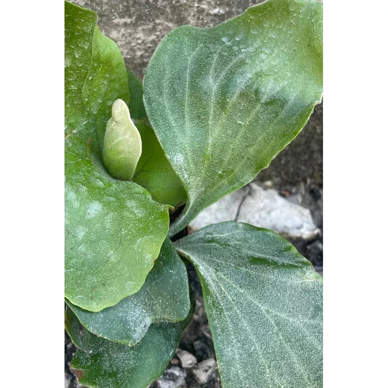 Platycerium elephantotis 2″